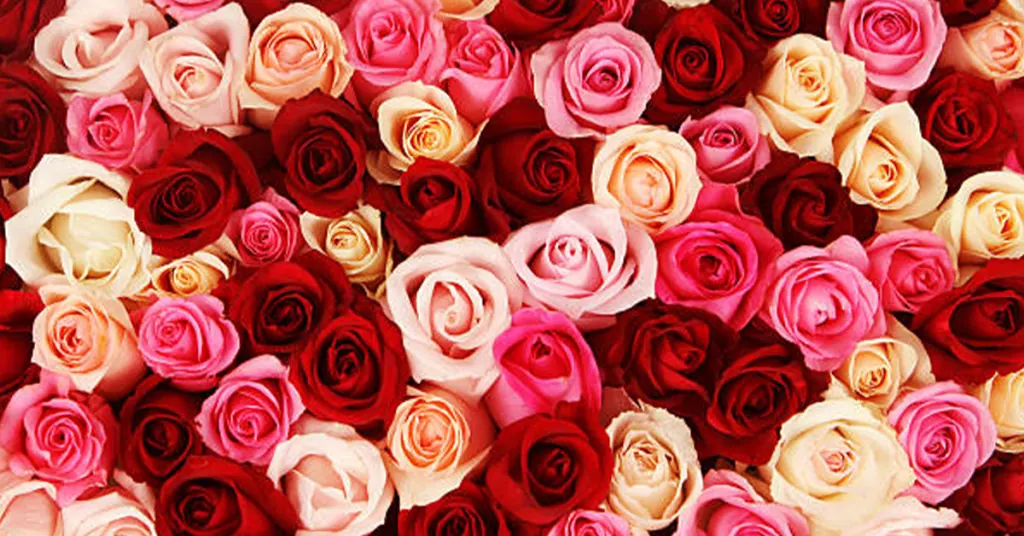 Valentines Day: Reflections on Love, Self, and Relationships
