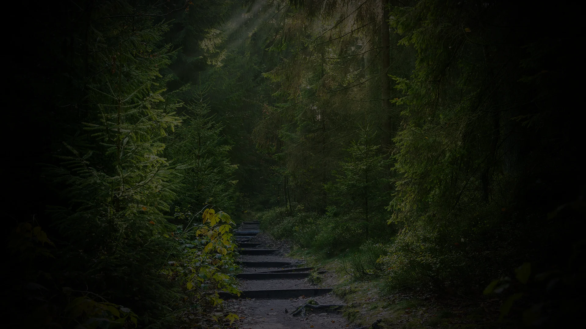 Sunlit forest path